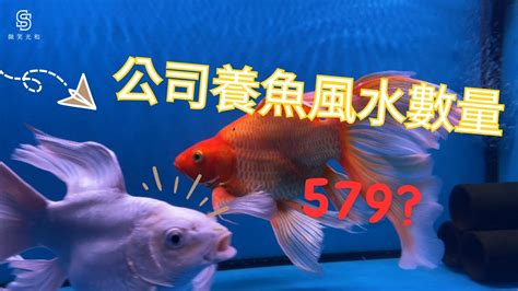 金魚數量 風水